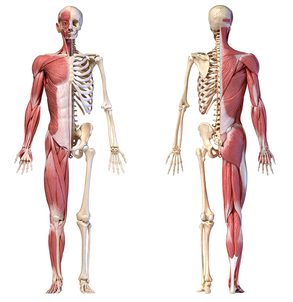 Musculoskeletal, Lumps & Bumps The Ultrasound Clinic